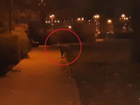 צבוע בשכונת נחל עשן. צילום ממקור חסוי