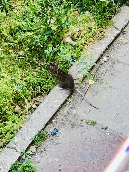 חולדה ברחוב האורגים בבת ים | צילום: באדיבות תושבים