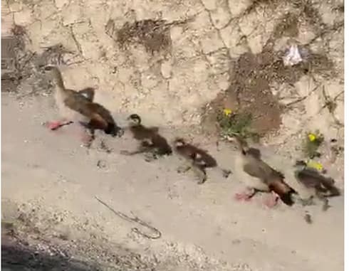 צילום: דוברות המשטרה