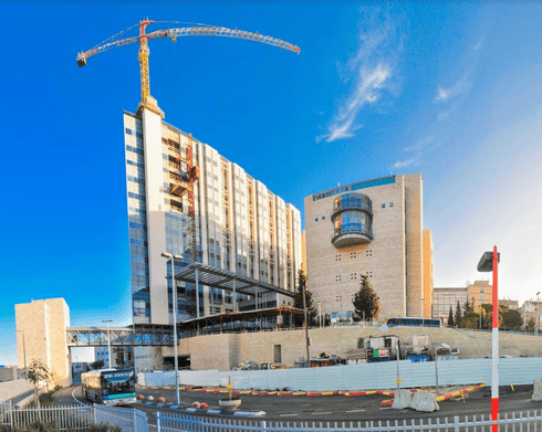הדסה. צילום: רפי קוץ הדסה. צילום: רפי קוץ