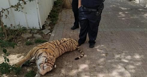 צילום: באדיבות עירית קרית ים