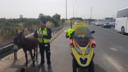 צילום: ליאור טנצר