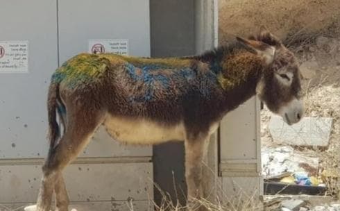 חמור מרוסס בצלב קרס. צילום מתוך רשתות חברתיות