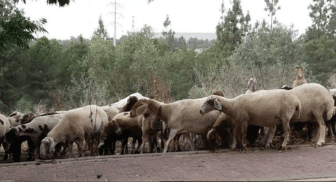 עדר כבשים בראש העין. צילום ארכיון: אופק חסון