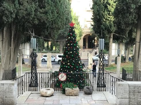 עץ אשוח בירושלים. צילום: לירן תמרי