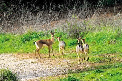 עמק הצבאים. צילום: אלכס קולומויסקי