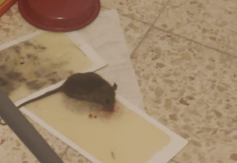 חולדה בבית במודיעין. צילום: פרטי