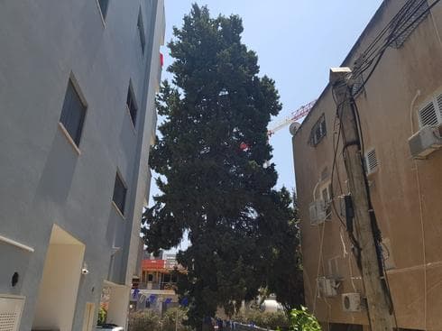 צילום: דוברות עיריית הרצליה צילום: דוברות עיריית הרצליה