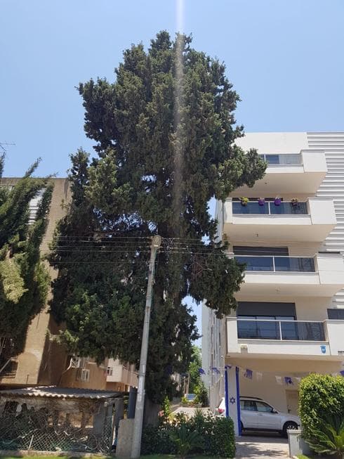 צילום: דוברות עיריית הרצליה צילום: דוברות עיריית הרצליה