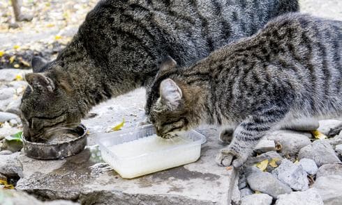 תגובה קיצונית | צילום: shutterstock