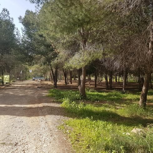 יער ראש העין. צילום: ניצן ינקו