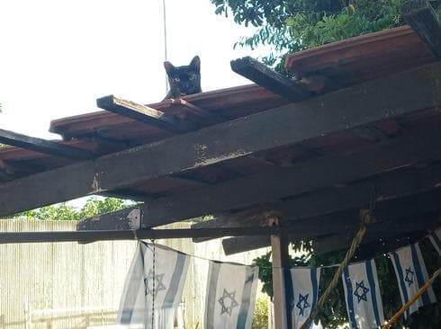 החתולה. צילום: באדיבות תושבים