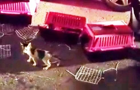 שחרור חתול במבצע העיקור | צילום: דוברות עיריית חדרה