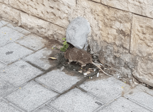 חולדות בראשון. צילום: באדיבות התושבים חולדות בראשון. צילום: באדיבות התושבים
