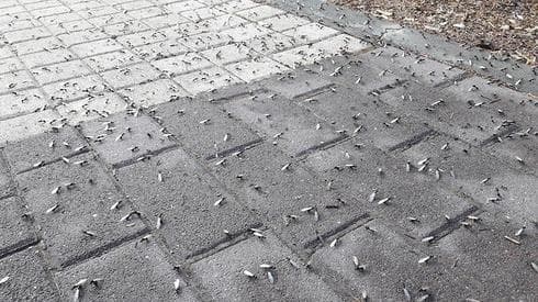 מעופפים הבוקר. צילום: איתי נבו, מכון דוידסון