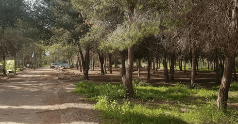 נתגעגע. יער ראש העין | צילום: ניצן ינקו