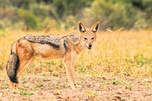 אילוסטרציה. צילום: shutterstock
