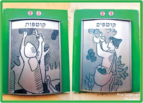 אתר הפרדסנות על שם מינקוב ברחובות  | צילום: עמוד הפייסבוק של רינה תורג'מן