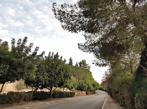 העצים המיועדים לכריתה. צילום: פרטי