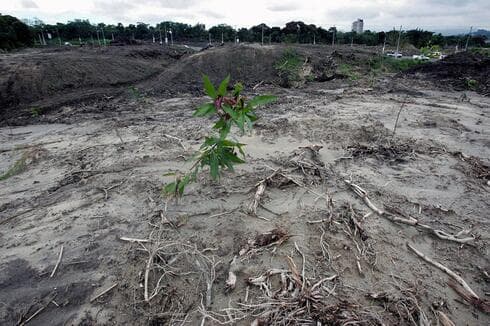 La agricultura y la deforestación representan alrededor de un cuarto de las emisiones de gases con efecto invernadero. (AFP) La agricultura y la deforestación representan alrededor de un cuarto de las emisiones de gases con efecto invernadero.