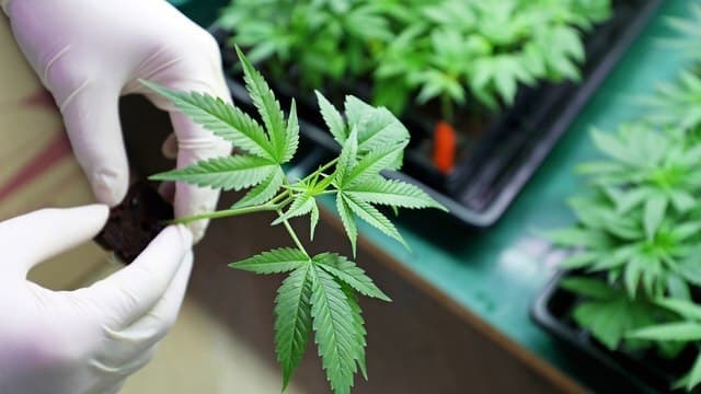 Marihuana medicinal. 