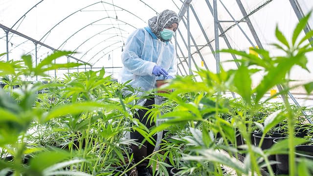 Un invernadero que cultiva cannabis en Kibbutz Revadim