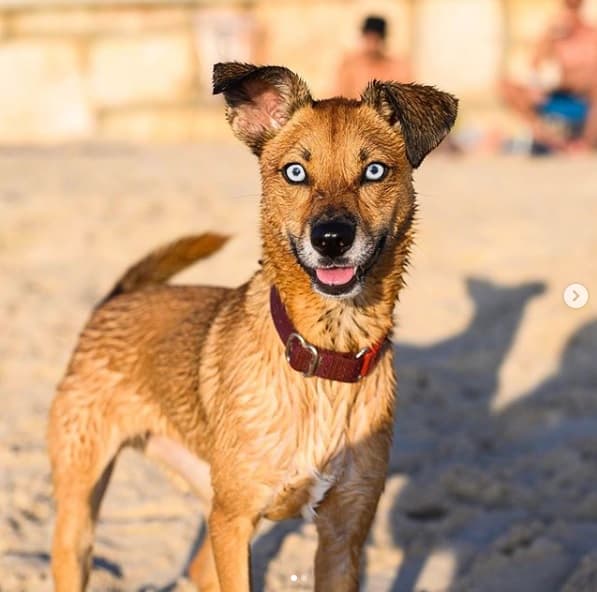 Maple (1 año), Hilton Beach, Tel Aviv, Israel • “Esconde sus huesos debajo del sofá y luego no puede sacarlos” (@thedogist) Dogist