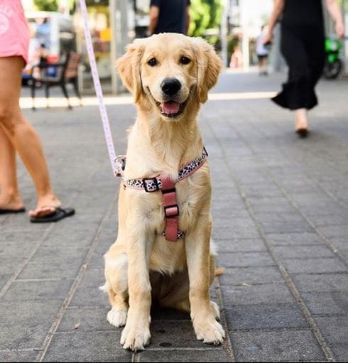 Aviva, Golden Retriever (5 meses), Dizengoff St., Tel Aviv-Yafo, Israel • “Se come las patas de la mesa y el sofá” (@thedogist) Dogist