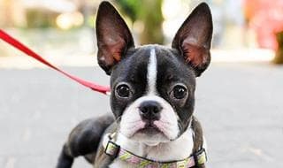 Dogist
