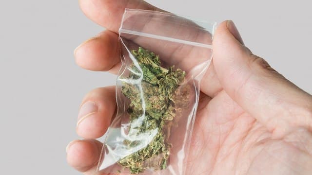 Canabis medicinal 