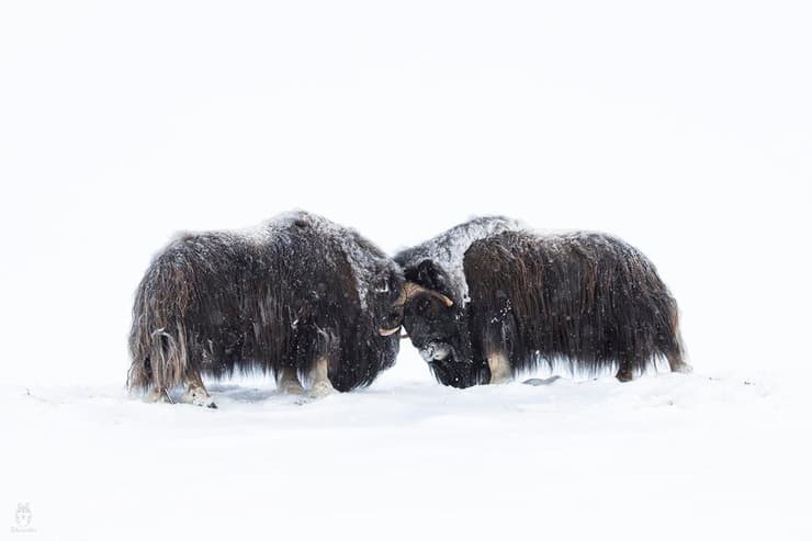 Los bueyes en la tundra noruega