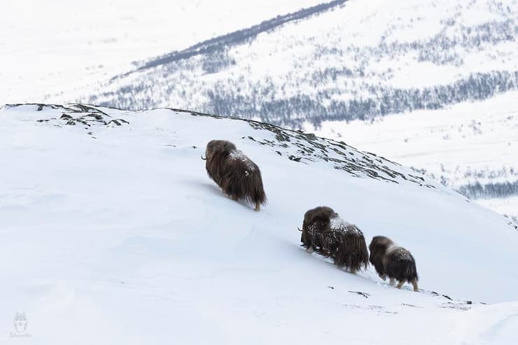 Los bueyes en la tundra noruega