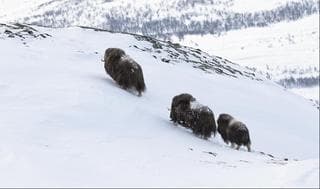 Los bueyes en la tundra noruega