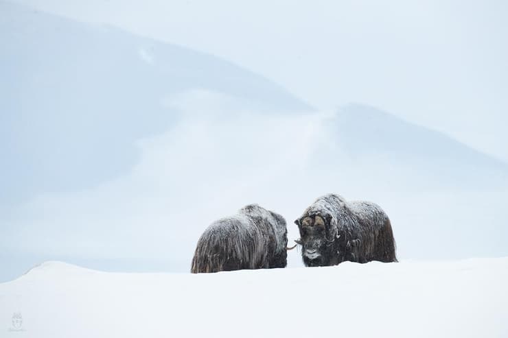 Los bueyes en la tundra noruega
