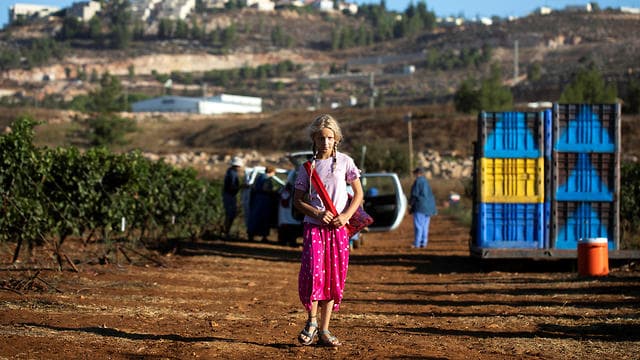 Una joven, parte de un grupo de voluntarios del grupo cristiano con sede en Estados Unidos HaYovel, observa cómo otros cosechan uvas en un viñedo en las afueras del asentamiento de Har Bracha. (Ynet) Una joven, parte de un grupo de voluntarios del grupo cristiano con sede en Estados Unidos HaYovel, observa cómo otros cosechan uvas en un viñedo en las afueras del asentamiento de Har Bracha.