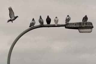 Palomas