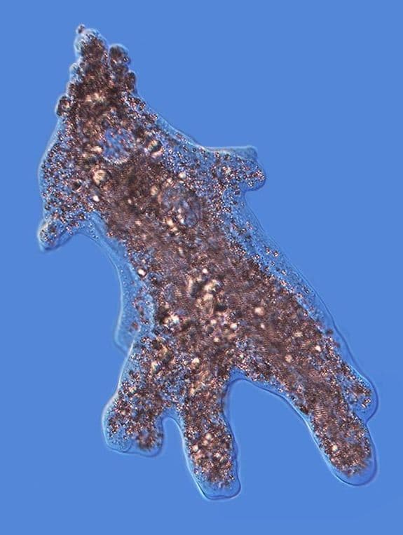 Ameba Proteus