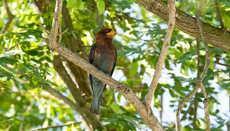 Pajaro