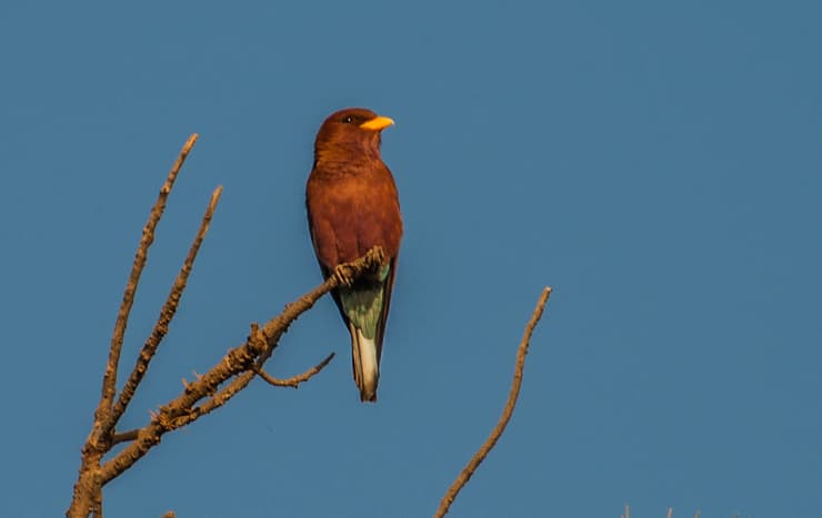 Pajaro