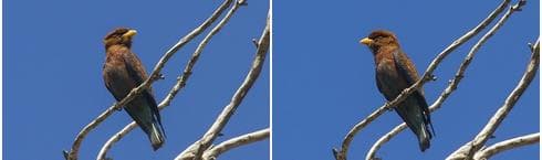 Pajaro