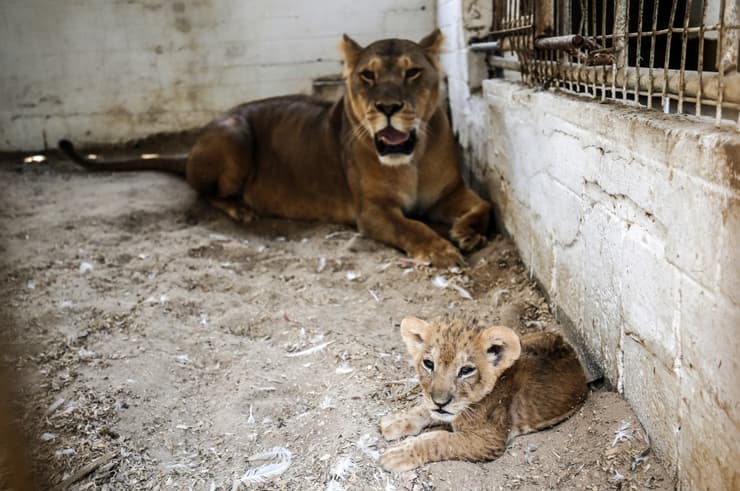 Las condiciones no son aptas para el cuidado de los animales. 