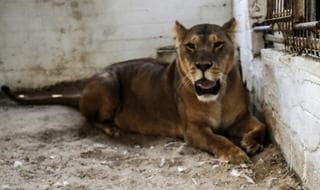 zoo