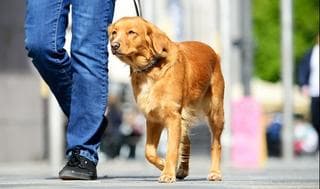 paseador de perros