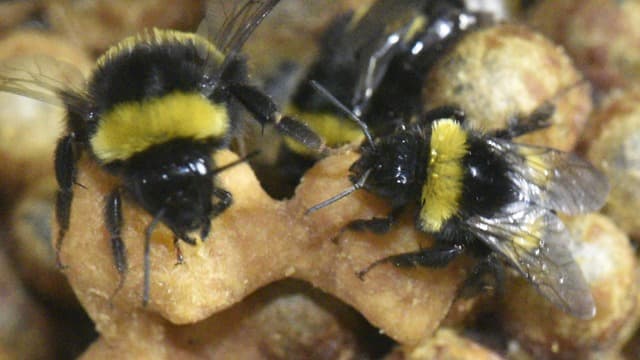 Abejas “obreras” con crías 