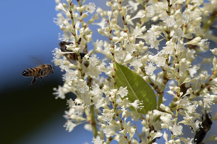 Abeja extrayendo polen 