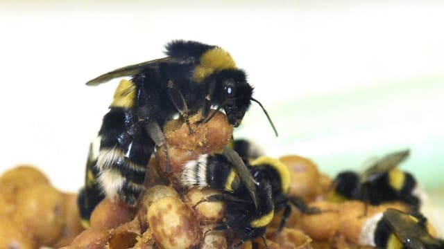 Abeja reina y “obreras” con crías 