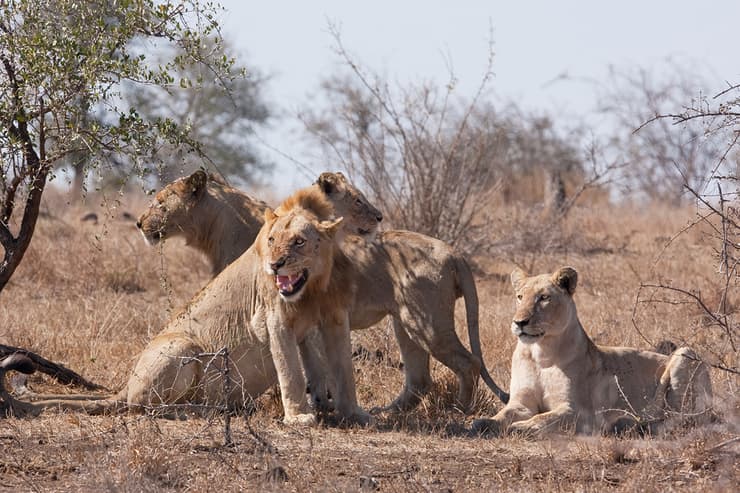 Nadav desarrolló una aplicación que ayuda a las personas a encontrar animales en los safaris (Ynet) Nadav desarrolló una aplicación que ayuda a las personas a encontrar animales en los safaris