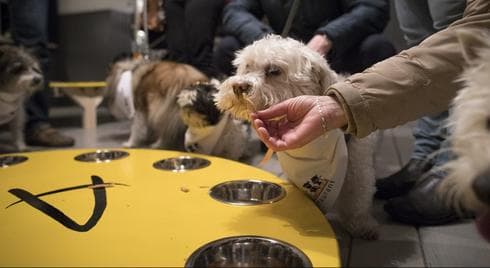 En Rishon LeTzion los perros también pueden ir al restaurante 