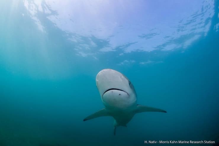 El tiburón ballena detectado en la ciudad de Hedera. 