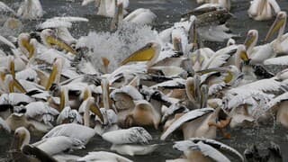 Pelicanos